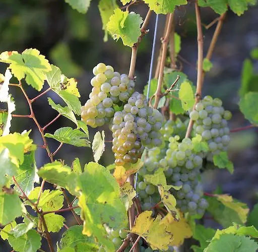 Zur Post Mulheim an der Mosel